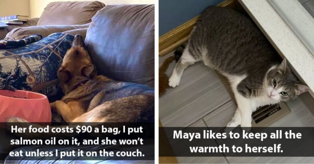 pets rule the house